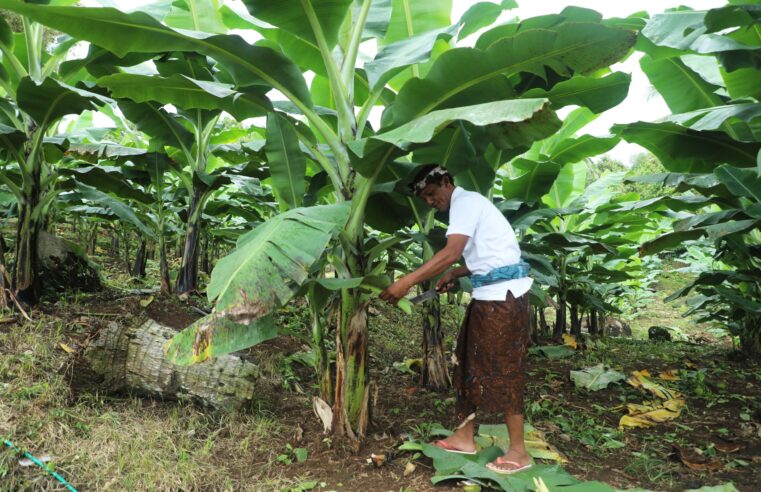 Berdaya dengan Akses Reforma Agraria, Desa Asahduren Lebih Produktif dengan Pisang Cavendish