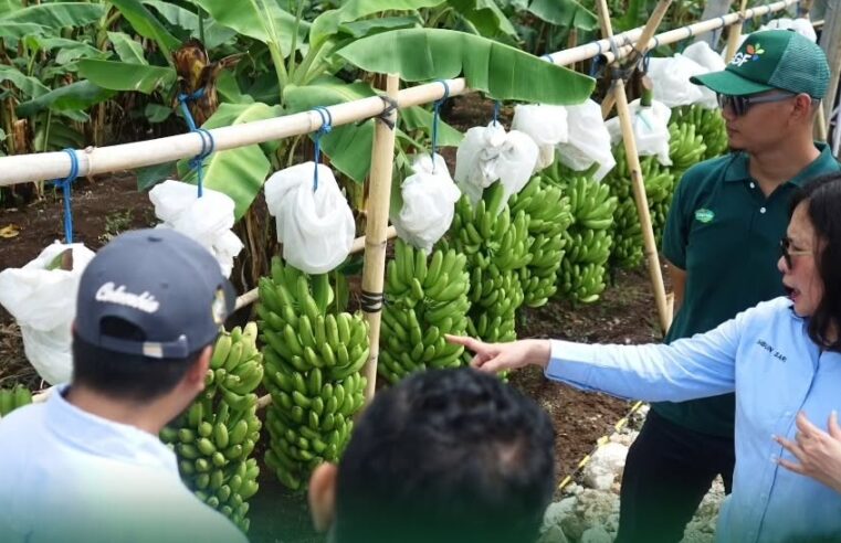 Dirjen Penataan Agraria Tinjau Perkebunan Pisang Cavendish Berbasis Pemberdayaan Lahan di Jembrana, Bali