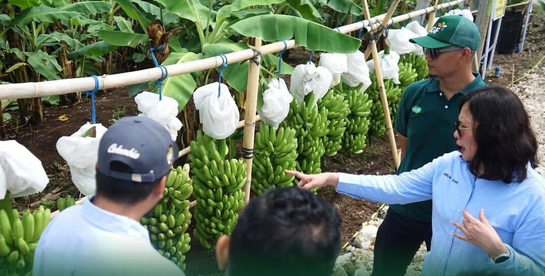 Dirjen Penataan Agraria Tinjau Perkebunan Pisang Cavendish Berbasis Pemberdayaan Lahan di Jembrana, Bali
