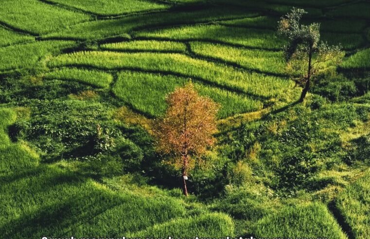 Halo #SobATRBPN, alih fungsi sawah memang menjadi bagian dari perkembangan pembangunan